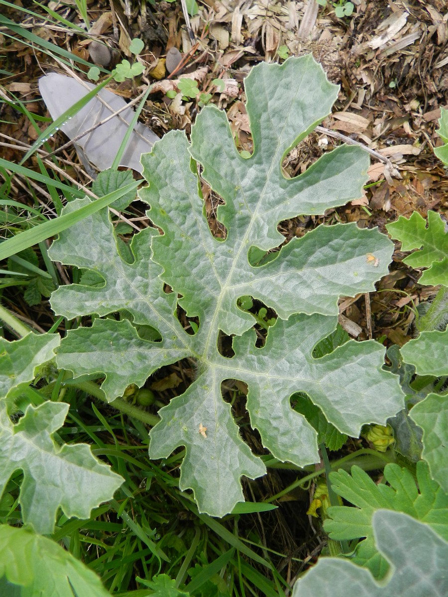 Citrullus lanatus, Watermelon
